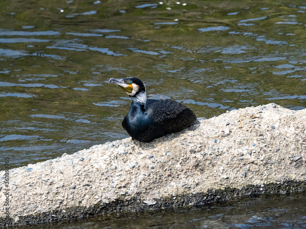 Japanese Cormorant resting on river cement slab 1