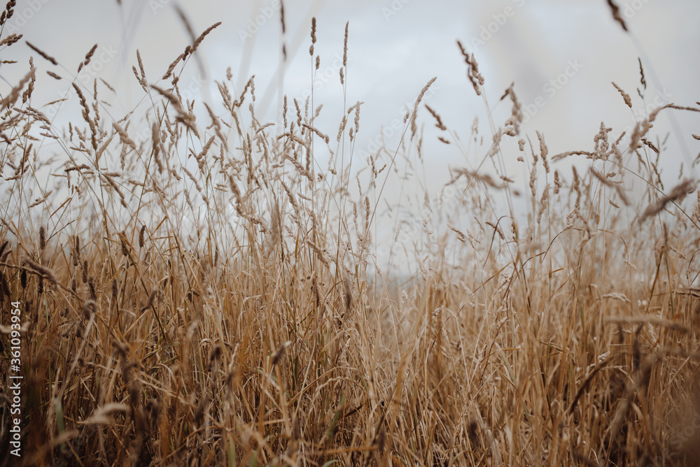 Fototapeta Texture of wild grass against the sky