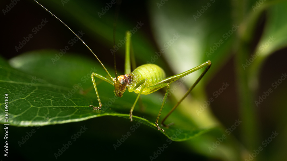 Beautiful close up green body insect. Macro shot of insect on leaf. Beautiful close up green body insect. Macro shot of insect on leaf.