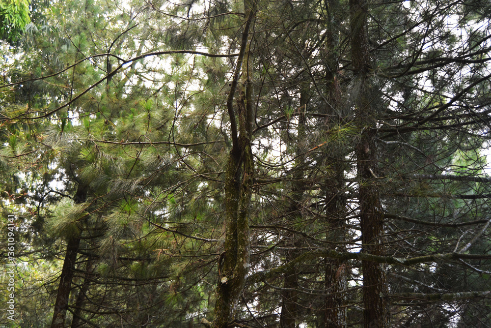 Obraz premium trees in the forest