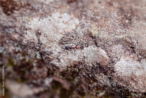 Red ant against a stone