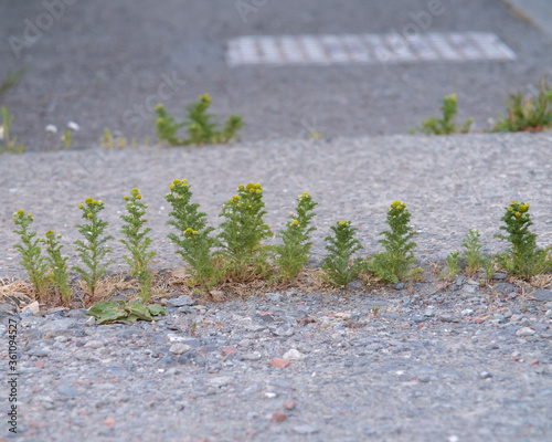 Pineapple weed (Matricaria discoidea) growing in a pavement.