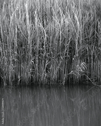 Monochrome image of reeds in water.