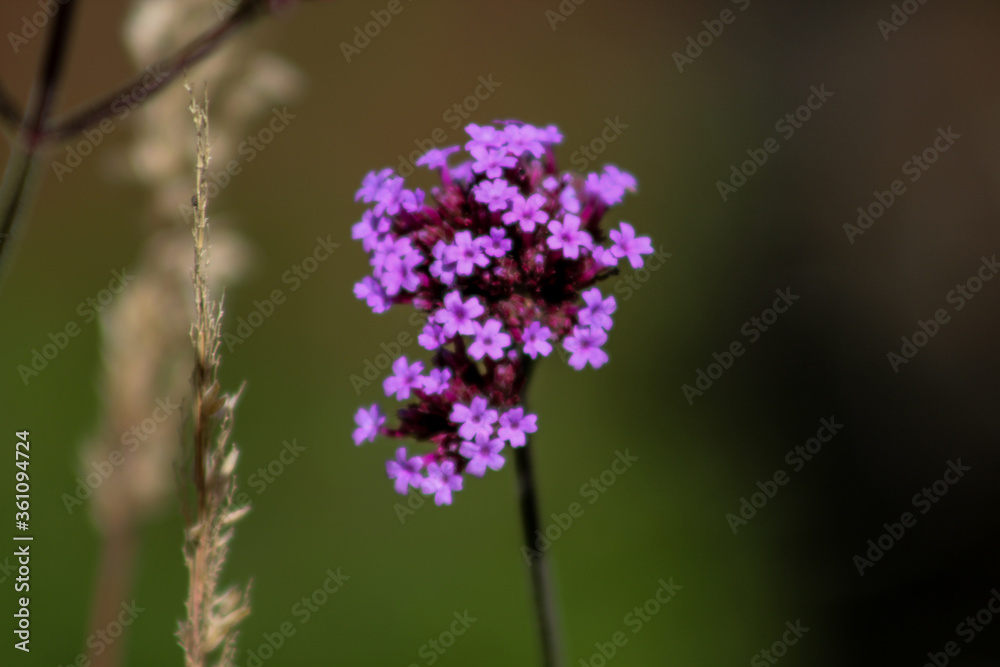 Obraz premium flower