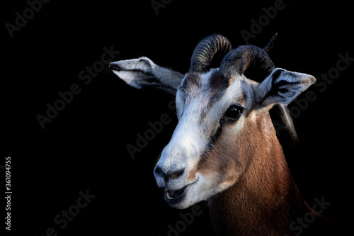 a fine art portrait of a gazelle laughing photo