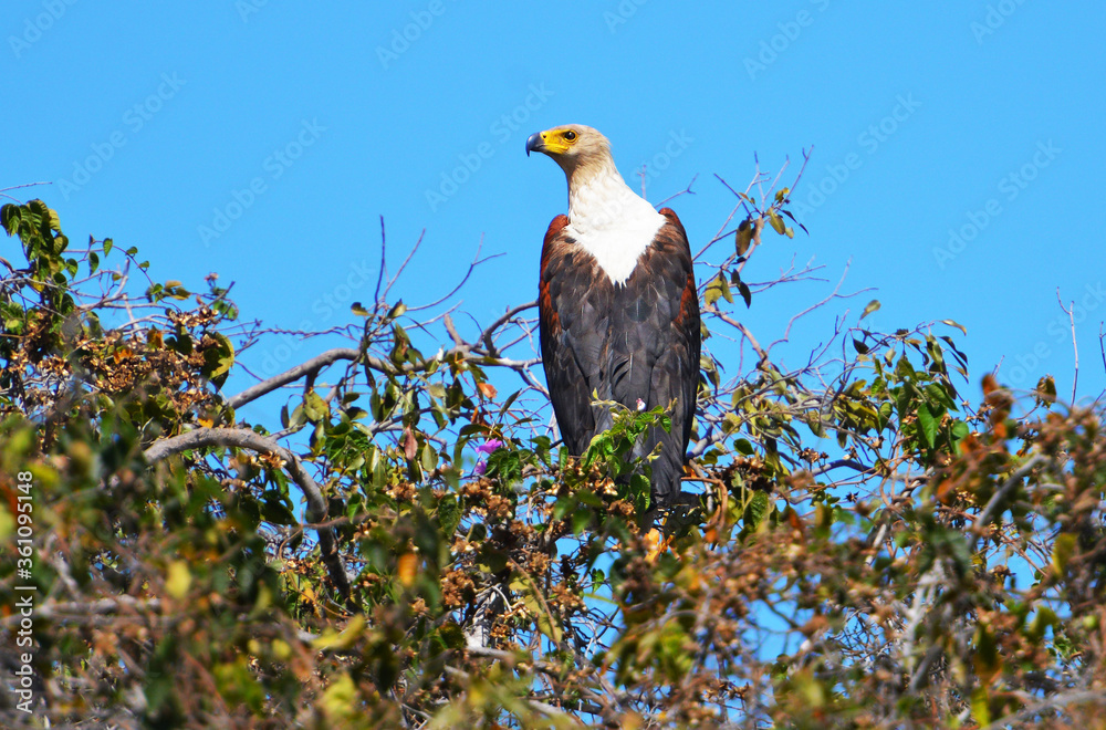 Schreiseeadler auf der Jagd nach Beute am Ufer des Okavango in Botswana Schreiseeadler auf der Jagd nach Beute am Ufer des Okavango in Botswana