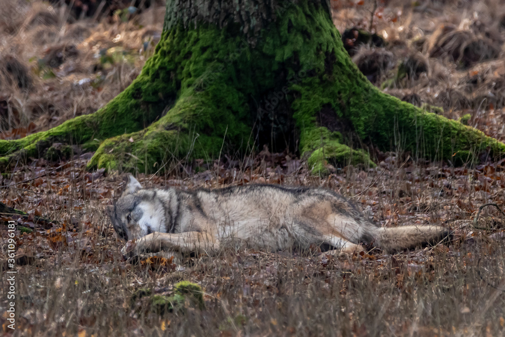 Obraz premium a gray timber wolf laying on the ground