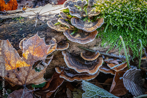 a log covered with moss fungus and frozen leaves