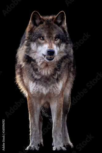 a growling wolf on a black background