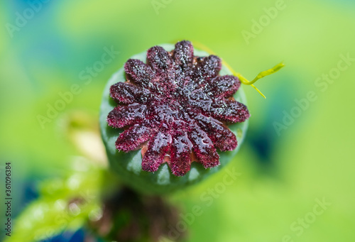 Poppy head with seeds.Dried poppy box after the rain
