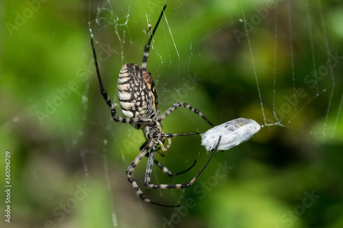 Banded Argiope Spider (Argiope trifasciata) on its web about to eat its prey, a fly meal photo