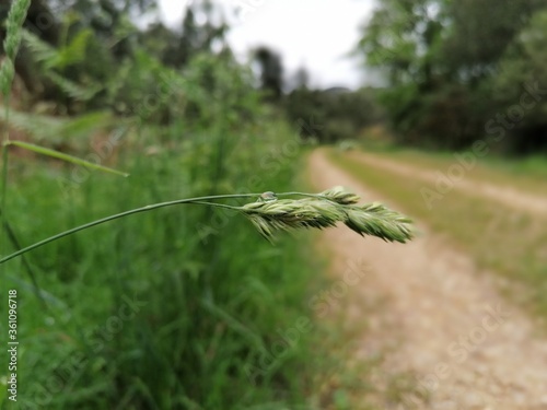 Dactylis glomerata  L. photo