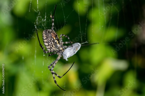 Banded Argiope Spider (Argiope trifasciata) on its web about to eat its prey, a fly meal photo