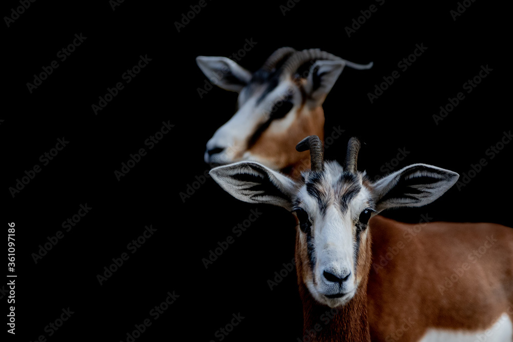 Fototapeta premium fine art view of two Gazelle