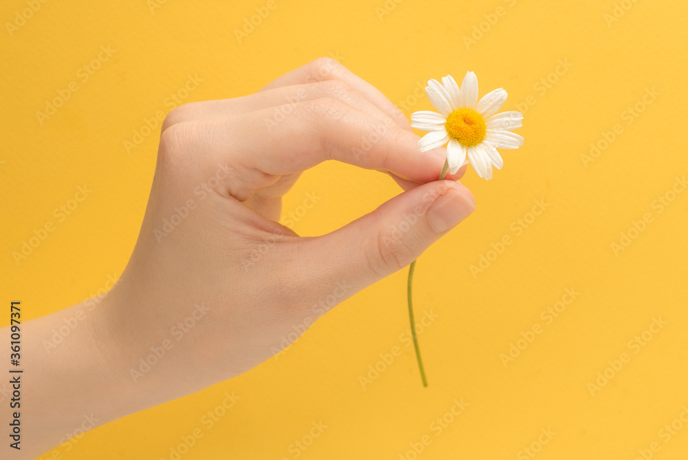 Little Daisie in woman hand on a yellow Little Daisie in woman hand on a yellow