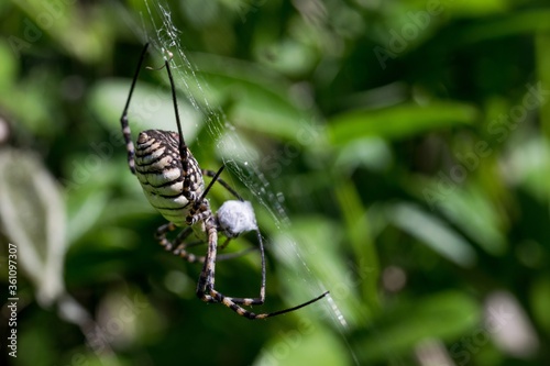 Banded Argiope Spider (Argiope trifasciata) on its web about to eat its prey, a fly meal photo