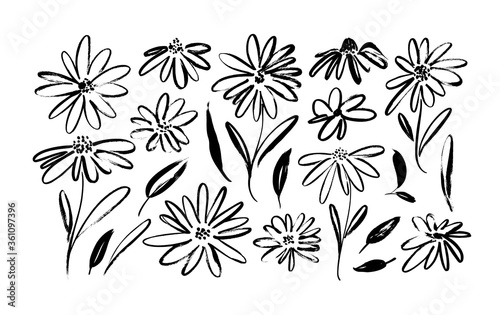 Chamomile hand drawn black paint vector set. Ink drawing flowers and leaves, monochrome artistic botanical illustration. Isolated floral elements, daisy, aster, chrysanthemum. Brush strokes silhouette