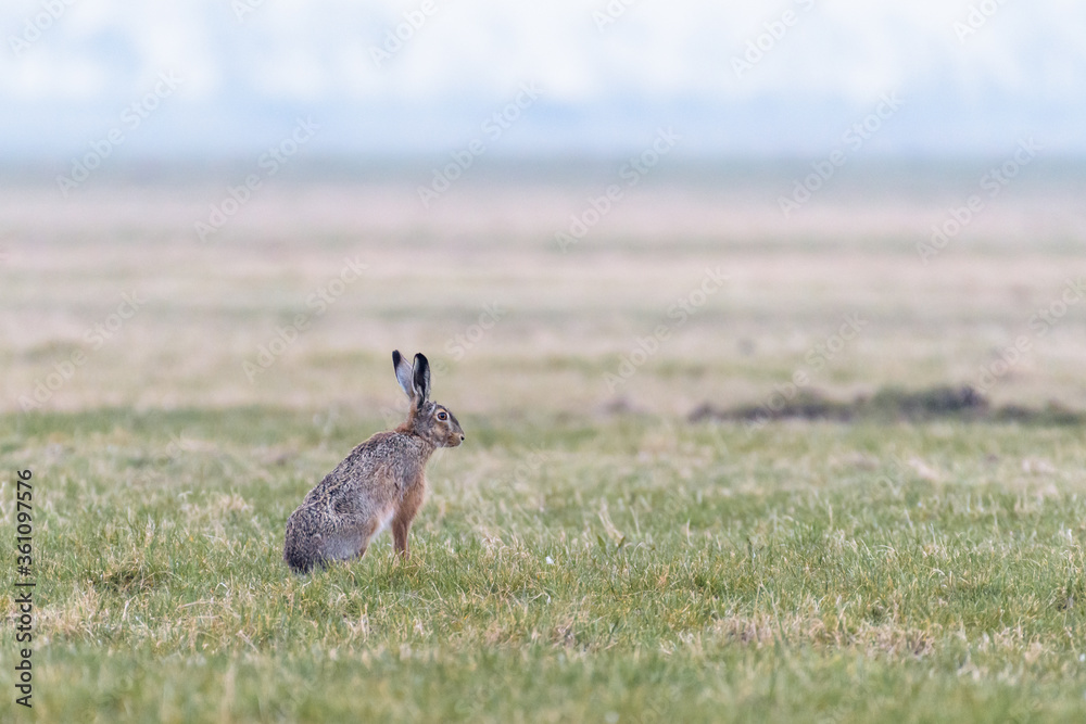A hare (lepus europaeus) is sitting upright in a field A hare (lepus europaeus) is sitting upright in a field
