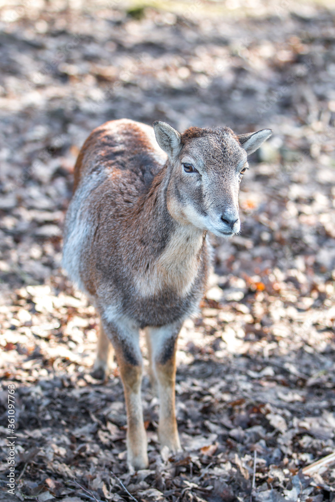 Fototapeta premium European mouflon (in german Europäischer Mufflon) Ovis gmelini musimon, Ovis orientalis musimon, Ovis aries musimon