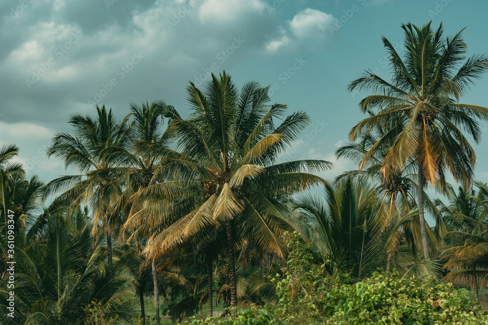 Rural home garden scene surrounded by palm trees against blue sky in Morogoro Tanzania