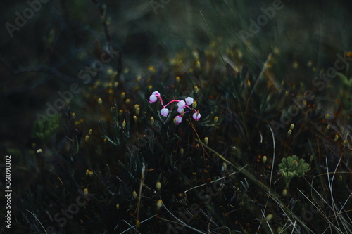 flowers in the grass