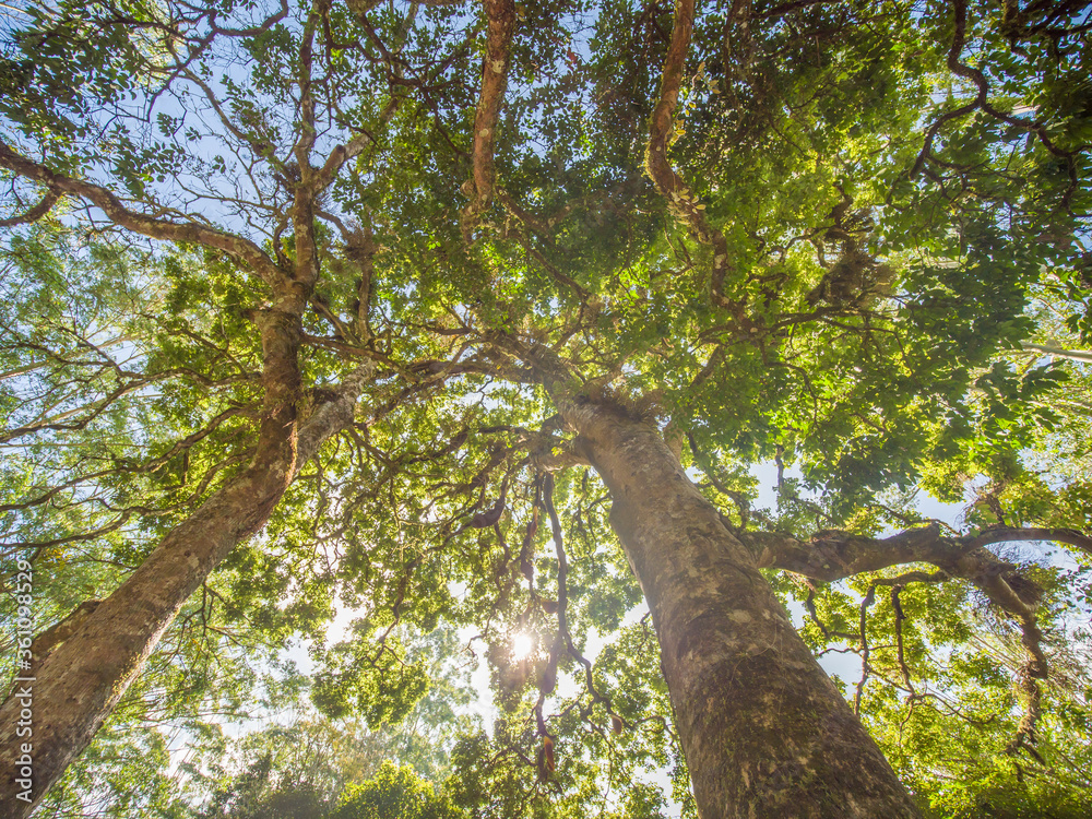 Fototapeta premium Oak tree in the forest surrounding the city of Munnar. India.