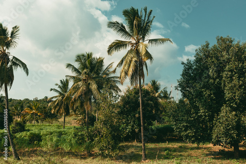 Rural home garden scene surrounded by palm trees against blue sky in Morogoro Tanzania