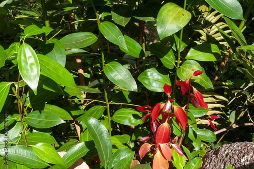 Cinnamomum verum red leaves gleaming under the sun photo