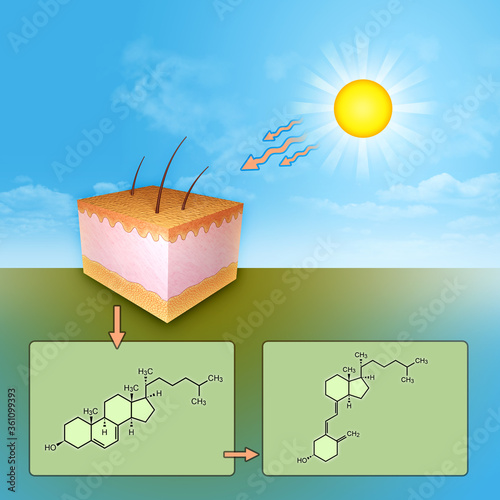 Принти на полотні Vitamin D synthesis