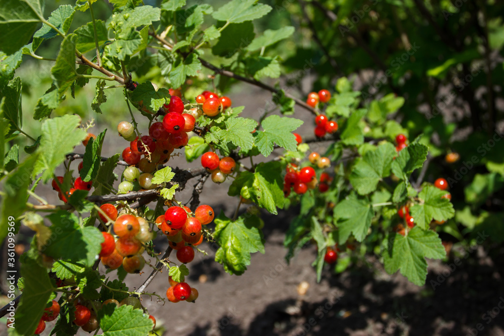 Bushes of red ripe currant, gardening concept, harvest time