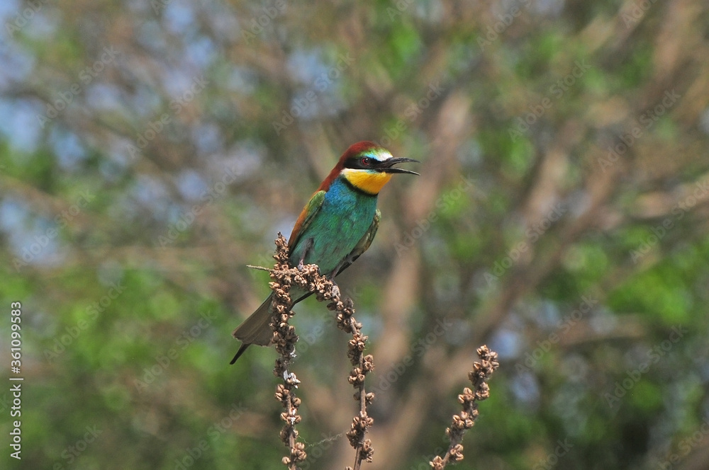 Bee-eater