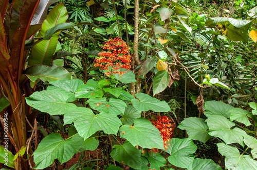 Blossoming beautiful orange Clerodendrum flowers photo