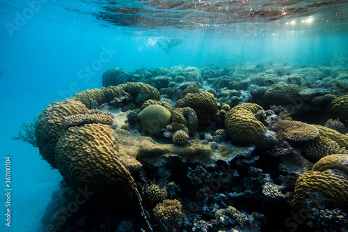 The top of the reef with the water surface visible, sunlight shining through and snorkeler in the distance