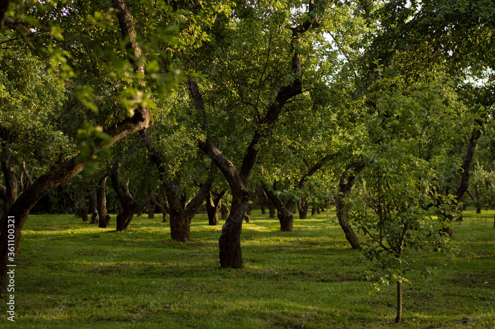 Naklejka premium Apple orchard at sunset in summer