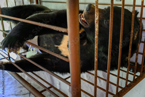 Фотография Bear in a cage in captivity taking bile - illegal farm.