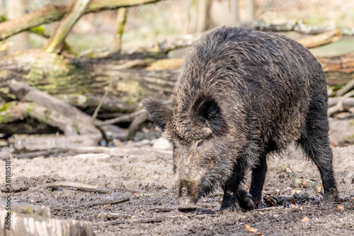 wild boar heading for the mud