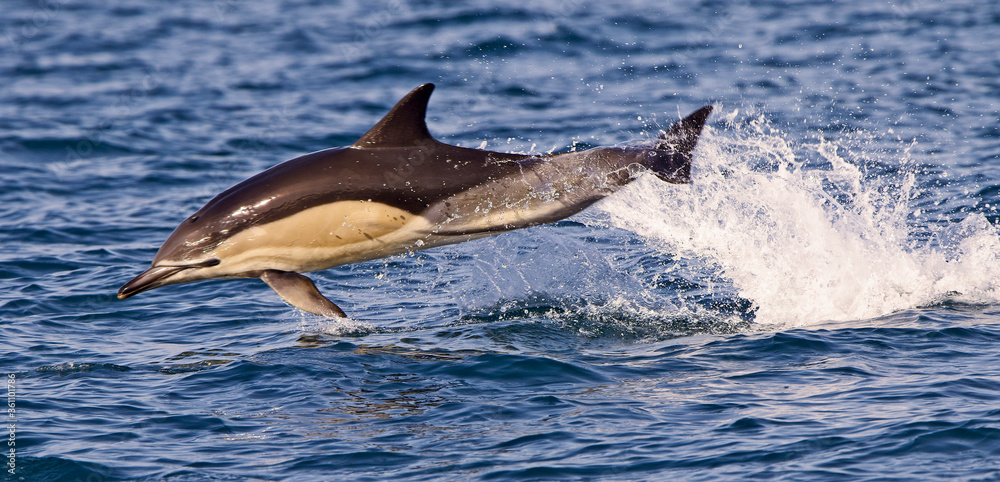 Obraz premium Short-beaked Common Dolphin (Delphinus delphis) adult leaping clear of the sea in Mounts Bay, Cornwall, England, UK.