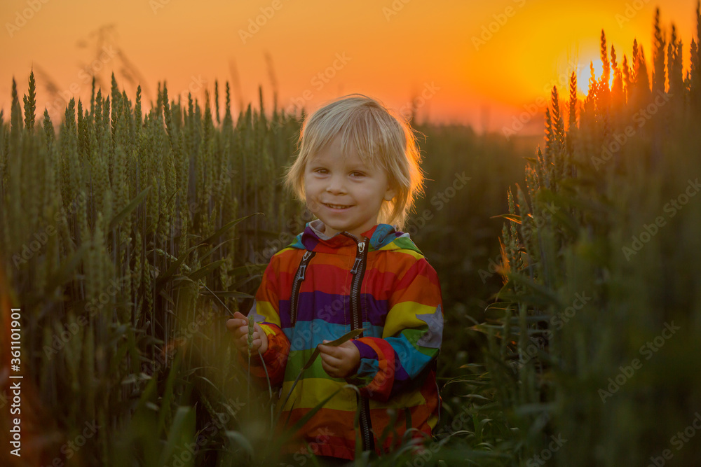 Blond child, toddler boy, running in field on sunset, holding flowers Blond child, toddler boy, running in field on sunset, holding flowers