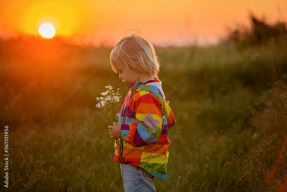 Blond child, toddler boy, running in field on sunset, holding flowers Blond child, toddler boy, running in field on sunset, holding flowers