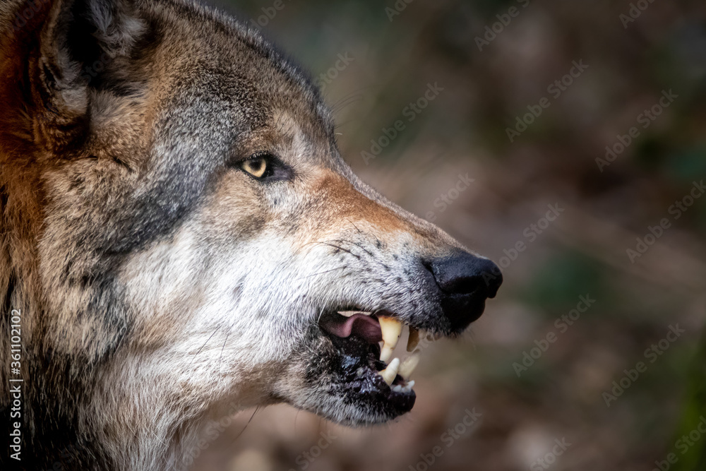 Fototapeta premium an angry wolf showing its teeth