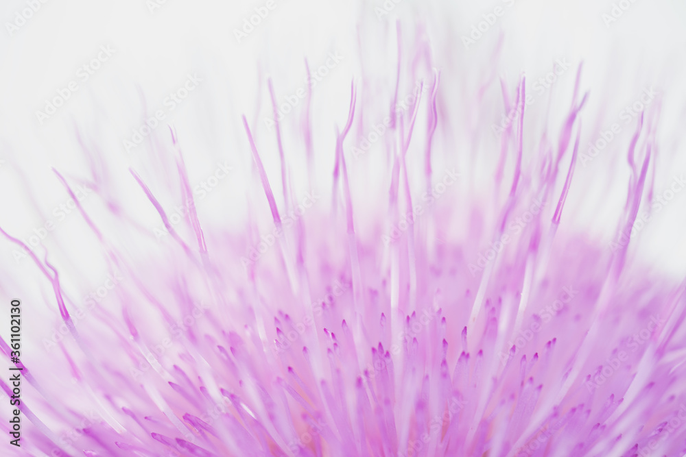 Obraz premium backlit lilac flower, macro, close-up