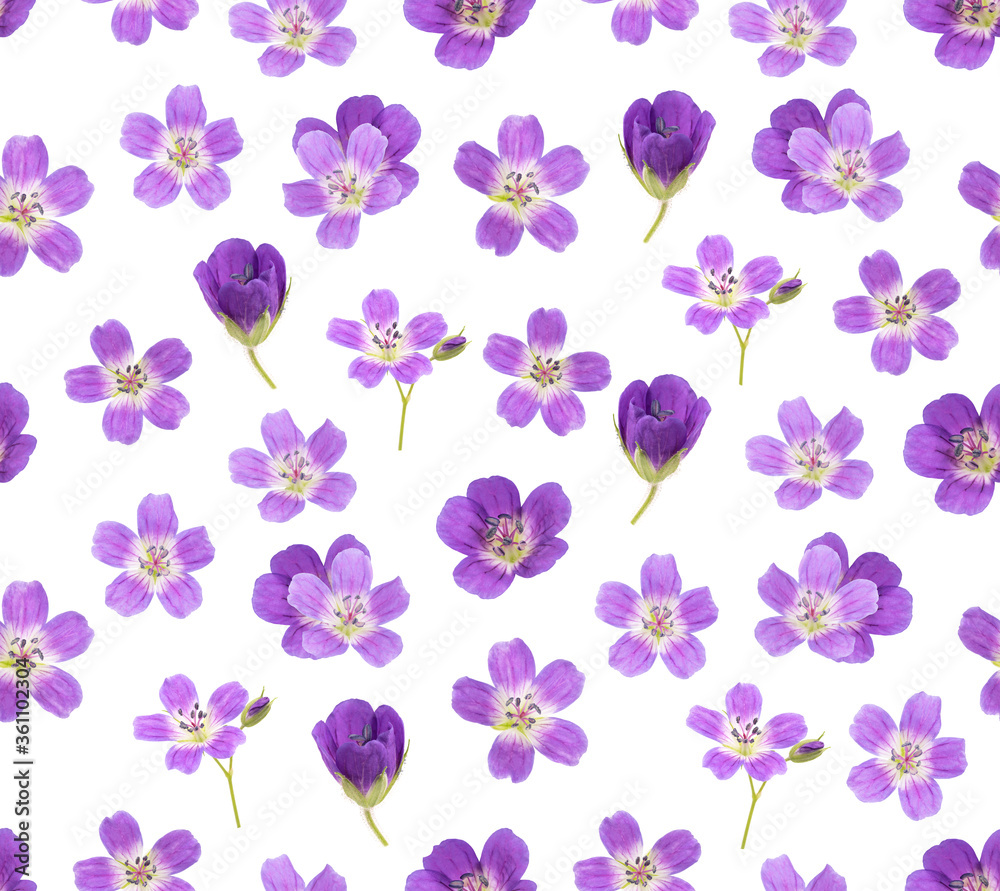 Fototapeta small lilac flower. seamless pattern.