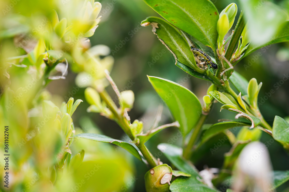 Green leaves of boxwood and caterpillar. Green leaves of boxwood and caterpillar.