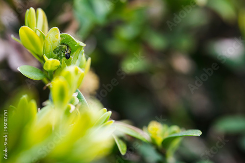 Green leaves of boxwood and caterpillar.