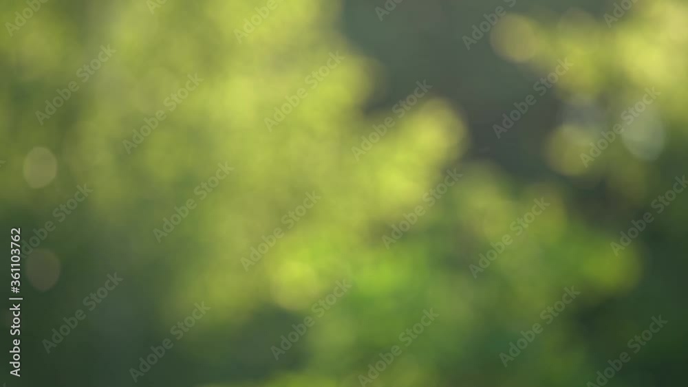 Beautiful green abstract blurry natural video bokeh background.