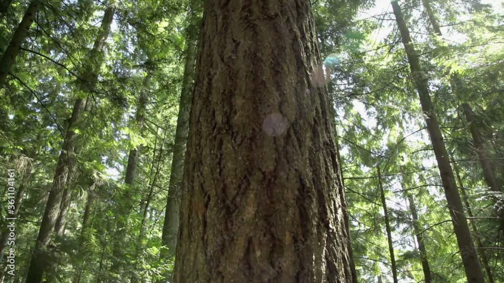 Panning upwards on large fir tree