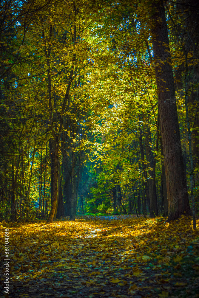 Obraz premium Autumn forest. Shadows in the autumn park.