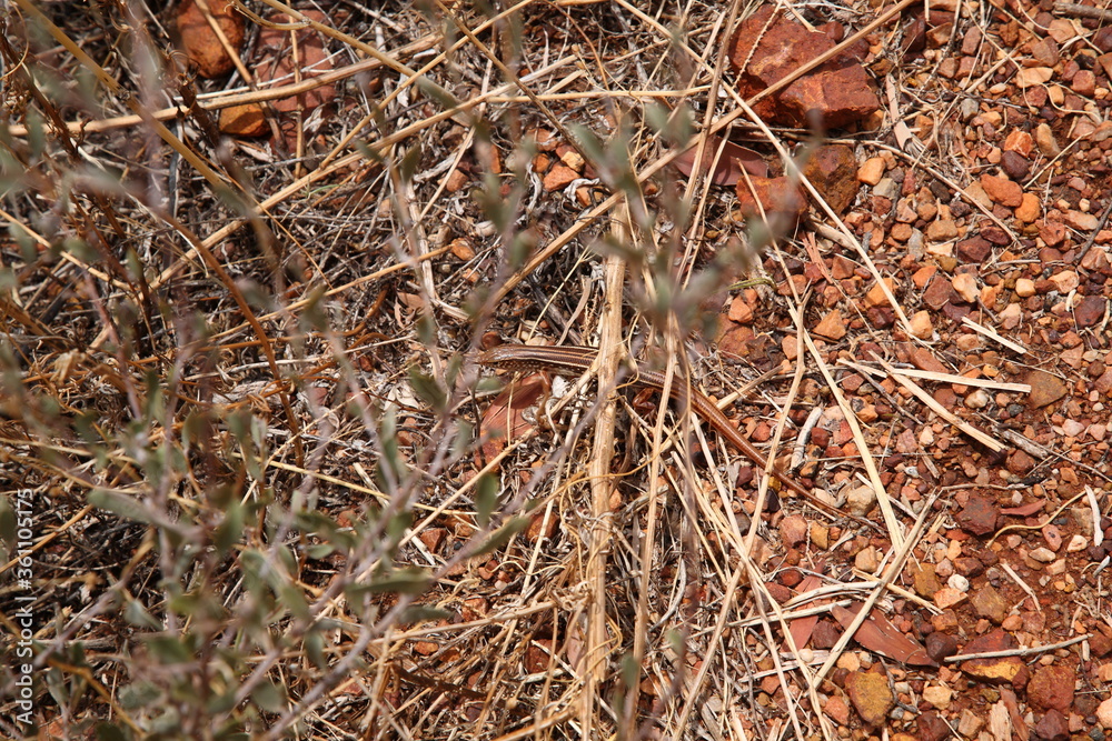 Massive-gibber ctenotus (Ctenotus septenarius) lizard crawling on grass in Kings Canyon, Northern Territory, Australia 