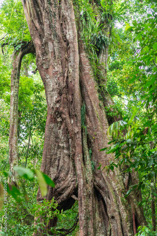 Large weeping fig in the Gunung Leuser National Park on the island of Sumatra in Indonesia. The region, mostly mountainous, is billed as the largest wilderness area in Southeast Asia Large weeping fig in the Gunung Leuser National Park on the island of Sumatra in Indonesia. The region, mostly mountainous, is billed as the largest wilderness area in Southeast Asia
