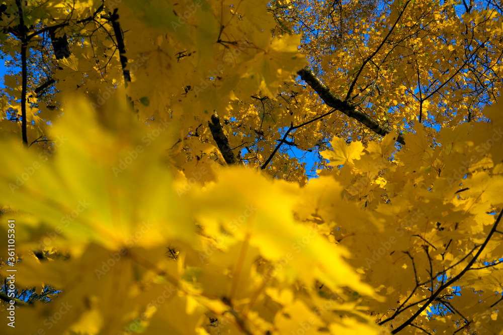 Autumn leaves. Autumn foliage at sky background. Autumn leaves. Autumn foliage at sky background.